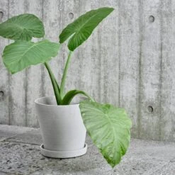 HAY Pot De Fleurs Et Soucoupe, L, Gris 6 HAY Pot De Fleurs Et Soucoupe, L, Gris -Hay 17NewHay HV 1