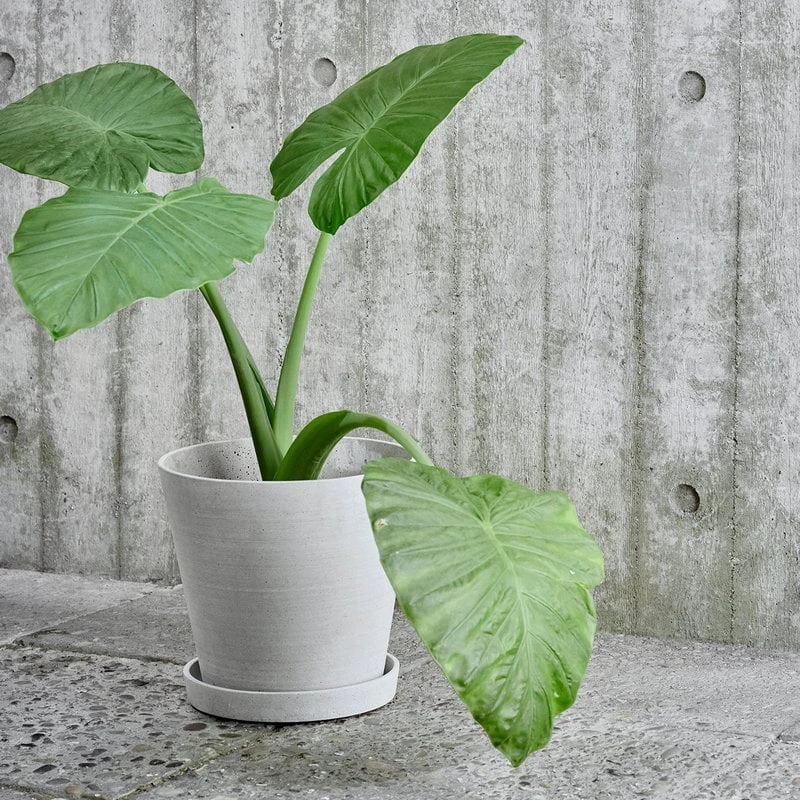 HAY Pot De Fleurs Et Soucoupe, L, Gris 3 HAY Pot De Fleurs Et Soucoupe, L, Gris – Image 3