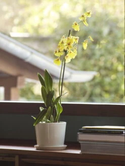 HAY Pot Et Soucoupe Botanical Family, M, Blanc Cassé -Hay Botanical Family M off white