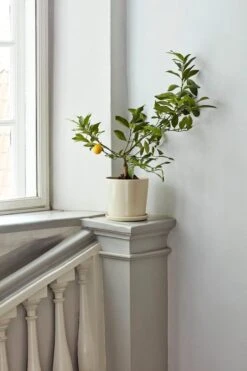 HAY Pot Et Soucoupe Botanical Family, L, Blanc Cassé -Hay Botanical Family off white 1