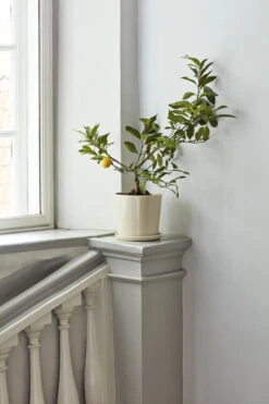 HAY Pot Et Soucoupe Botanical Family, XL, Blanc Cassé -Hay Botanical Family off white