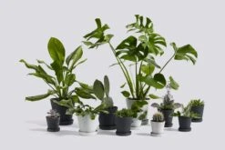 HAY Pot De Fleurs Et Soucoupe, M, Gris 9 HAY Pot De Fleurs Et Soucoupe, M, Gris -Hay Flowerpot Family 1