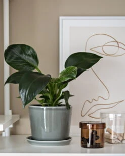 HAY Pot Et Soucoupe Botanical Family, M, Dusty Green 7 HAY Pot Et Soucoupe Botanical Family, M, Dusty Green -Hay Home Office Design Stories x My Full House 13